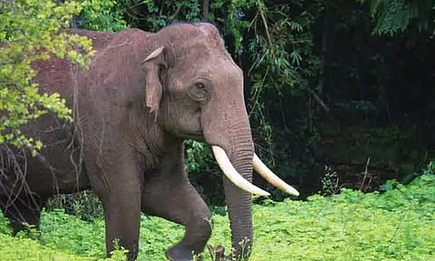 தேன் எடுக்க சென்றபோது துயரம்: யானை தாக்கி 3 பேர் பலி