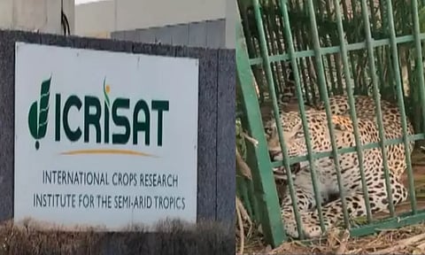 ஐதராபாத்: சர்வதேச பயிர்கள் ஆய்வு மையத்தில் பிடிபட்ட சிறுத்தை