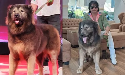 ரூ.50 கோடிக்கு நாய் வாங்கிய நபர்.. பிரபலமாவதற்காக பொய் வீடியோ எடுத்தது அம்பலம்