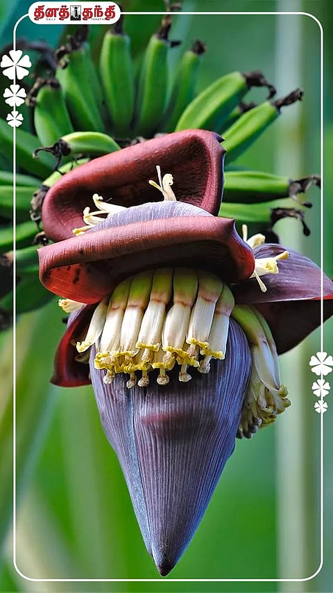 வாரம் இருமுறை வாழைப்பூ சாப்பிட்டால் இவ்வளவு நன்மைகளா?