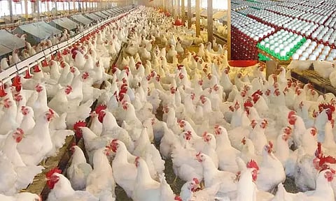 கோடை காலத்தில் கறிக்கோழி இறைச்சி நுகர்வு 20 சதவீதம் குறைவு