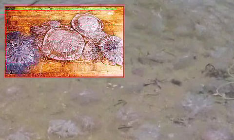 ராமேஸ்வரம் பாக் ஜலசந்தி கடலில் இறந்து கரை ஒதுங்கிய ஜெல்லி மீன்கள்: மீனவர்கள் அச்சம்