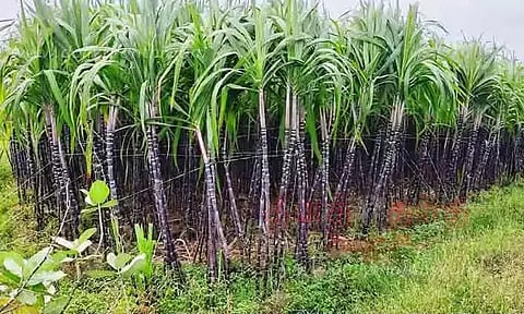 கரும்புக்கு குவிண்டால் ஒன்றுக்கு ரூ.355 ஆதாய விலை: மந்திரிசபை ஒப்புதல்