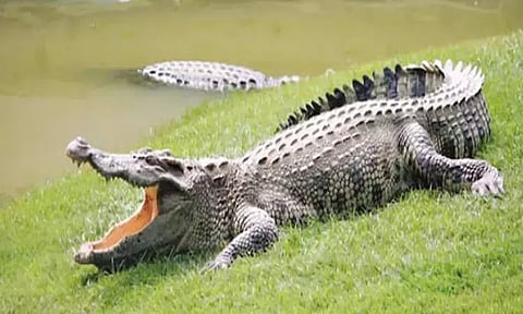 பிலிப்பைன்ஸ்: உயிரியல் பூங்காவில் முதலையுடன் செல்பி - வாலிபருக்கு நேர்ந்த விபரீதம்