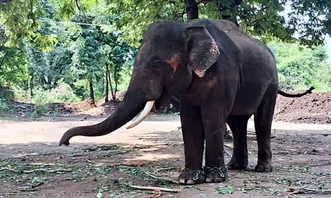 கோவை வெள்ளியங்கிரி கோவிலுக்கு கும்கி யானை வரவழைப்பு