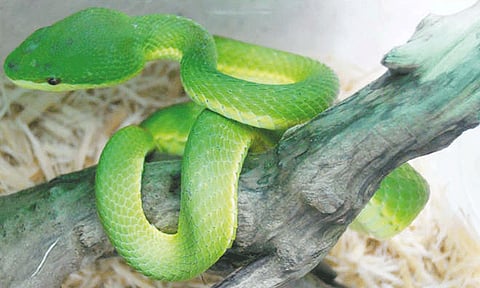 விமானத்தில் கடத்தி வந்த அரிய வகை பாம்பு பறிமுதல்