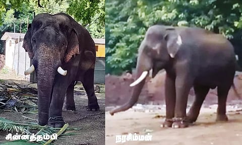 வெள்ளியங்கிரி ஆண்டவர் கோவிலுக்கு மேலும் ஒரு கும்கி யானை வரவழைப்பு