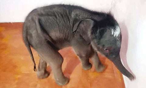 தாய் யானையுடன் சேர்க்கும் முயற்சி தோல்வி.. முதுமலைக்கு கொண்டுசெல்லப்பட்ட குட்டி யானை