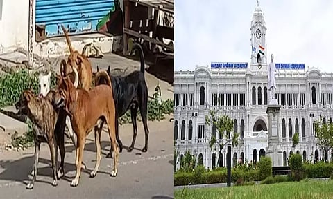 சென்னை மாநகரில் 10 புதிய நாய்கள் இனக்கட்டுப்பாட்டு மையங்கள்
