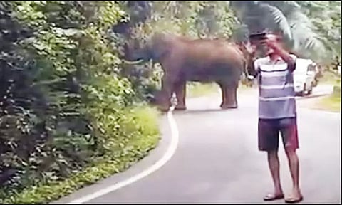 மலைப்பாதையில் 'செல்பி' எடுத்தவர்களை விரட்டிய காட்டுயானை