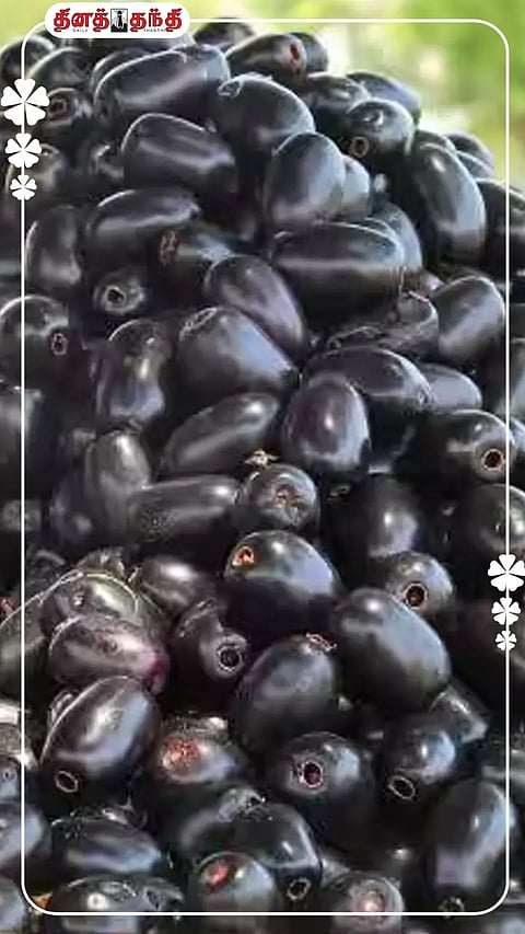 நாவல் பழம் சீசன்..தினமும் சாப்பிடுங்க..!!