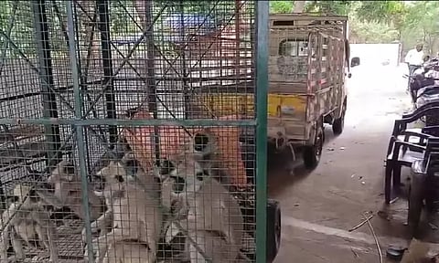 பாபநாசம் பகுதியில் மக்களை தொந்தரவு செய்த 33 குரங்குகள் கூண்டு வைத்து பிடிப்பு