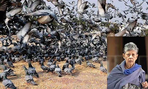 புறாக்களுக்கு உணவளித்த இந்திய வம்சாவளி பெண்ணுக்கு ரூ. 80 ஆயிரம் அபராதம்