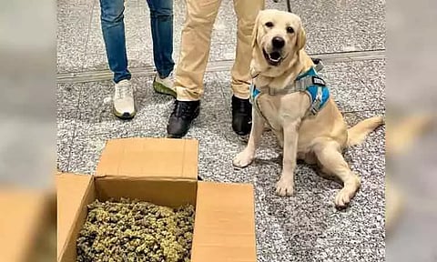 சென்னைக்கு விமானம் மூலம் கடத்தி வரப்பட்ட ரூ.5 கோடி மதிப்பிலான போதைப்பொருள் பறிமுதல்