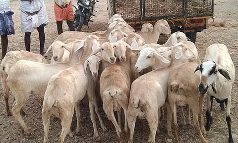 நெருங்கும் பக்ரீத் பண்டிகை... களைகட்டிய ஆடுகள் விற்பனை