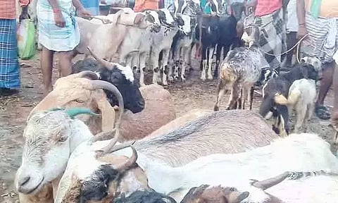 சிவகங்கை: பக்ரீத், முகூர்த்த நாட்களை முன்னிட்டு ஆடுகள் விற்பனை அமோகம்