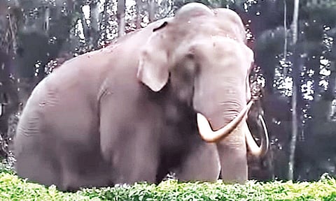 தேயிலை தோட்டங்களில் புகுந்து படையப்பா காட்டு யானை அட்டகாசம்