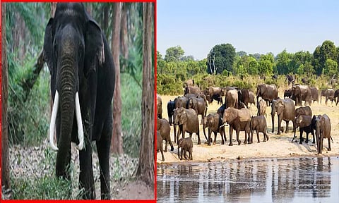 யானைகளை கொல்ல ஜிம்பாப்வே அரசு முடிவு!