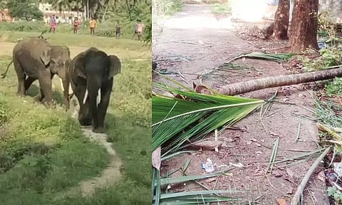 பள்ளி வளாகத்தில் புகுந்த காட்டு யானைகள் - அதிர்ச்சி சம்பவம்