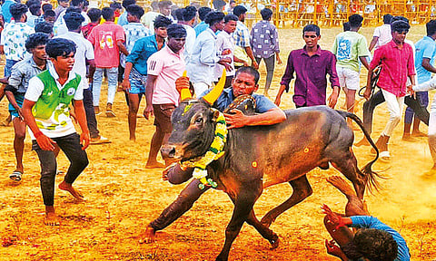 சிவகங்கை மஞ்சுவிரட்டு: காளையர்களை பந்தாடிய காளைகள்