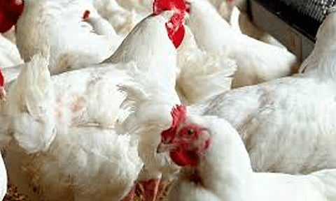 நாமக்கல்லில் முட்டைக்கோழி கிலோவுக்கு ரூ.5 குறைந்தது