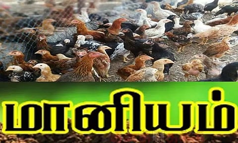 50 சதவீதம் மானியத்துடன் நாட்டுக்கோழி பண்ணை அமைக்க விண்ணப்பிக்கலாம்- கன்னியாகுமரி கலெக்டர் தகவல்