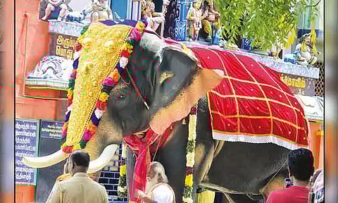 அருப்புக்கோட்டை விநாயகர் கோவிலுக்கு எந்திர யானை வழங்கிய நடிகை திரிஷா
