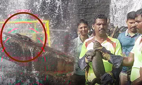 குற்றாலம்: அருவியில் அடித்து வரப்பட்ட ராட்சத உடும்பு.. பெண்கள் அலறியடித்து ஓட்டம்