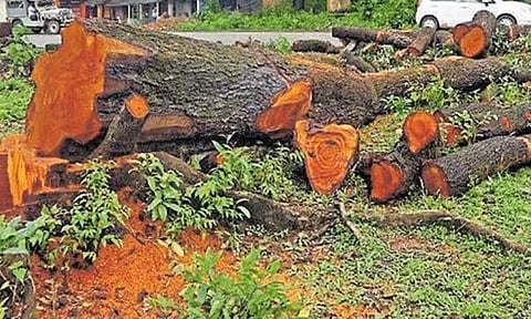 விவசாய நிலங்களில் மரம் வெட்டுவதற்கான மாதிரி விதிகள் - மத்திய அரசு வெளியீடு