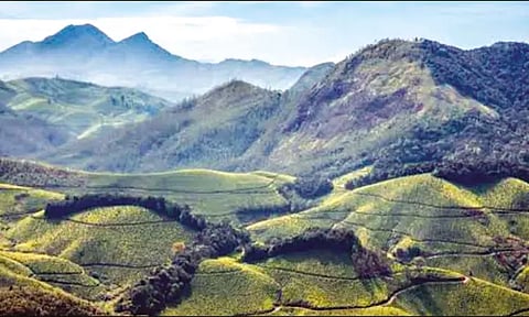 நாட்டிலேயே சிறந்த சரணாலயமாக இரவிகுளம் தேர்வு: சுற்றுலா பயணிகள் வரவேற்பு