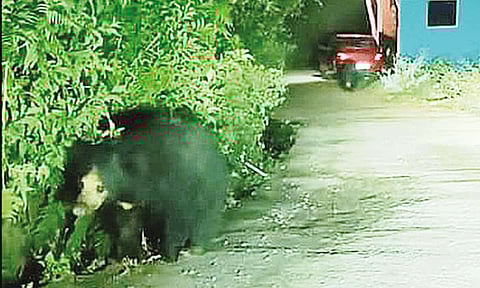 நீலகிரி: கோத்தகிரியில் உலா வந்த கரடியால் மக்கள் அச்சம்