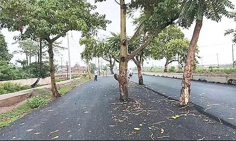 ரூ.100 கோடியில் அமைக்கப்பட்ட சாலையின் நடுவே மரங்கள் - வாகன ஓட்டிகள் அதிர்ச்சி