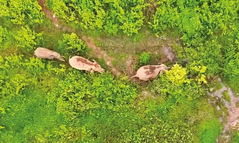 நீலகிரி: ஊருக்குள் முகாமிட்டுள்ள காட்டு யானைகளை விரட்டும் பணி தீவிரம்