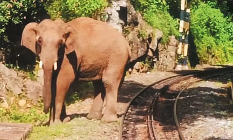 குன்னூரில் மலை ரெயிலை வழிமறித்து நின்ற காட்டு யானை - சுற்றுலா பயணிகள் அதிர்ச்சி