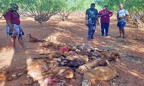 தோட்டத்தில் புகுந்து நாய்கள் கடித்து குதறியதில் 25 ஆடுகள் பலி