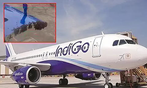 குஜராத்: தேனீக்களால் திக்குமுக்காடிய பயணிகள்; விமானம் 1 மணிநேரம் தாமதம்