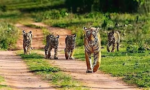 இடுக்கி, வயநாடு பகுதிகளில் ரூ.88 கோடியில் புலிகள் சரணாலயம் - மத்திய அரசு பரிசீலனை