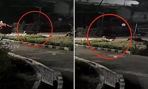 குன்னூர் அருகே உலா வரும் சிறுத்தை: சிசிடிவி காட்சிகள் வெளியானதால் மக்கள் பீதி