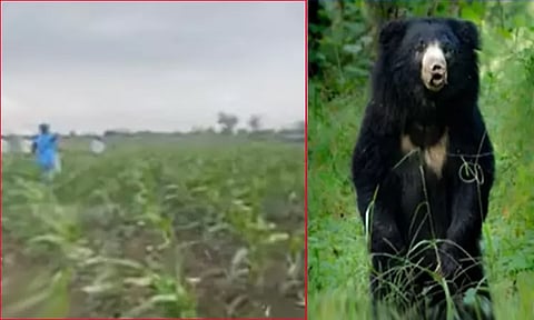விவசாயியை கடித்துக் குதறிய மூன்று கரடிகள்-பதறவைக்கும் அதிர்ச்சி வீடியோ