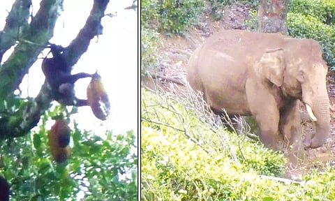 காட்டுயானைக்கு பலா பழங்களை பறித்துப்போட்ட குரங்குகள்.. தொழிலாளர்கள் வியப்பு