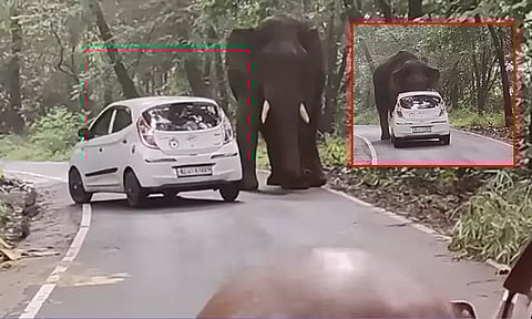 கேரளா: காரை வழிமறித்த கபாலி யானை; அடுத்து நடந்த சம்பவம்