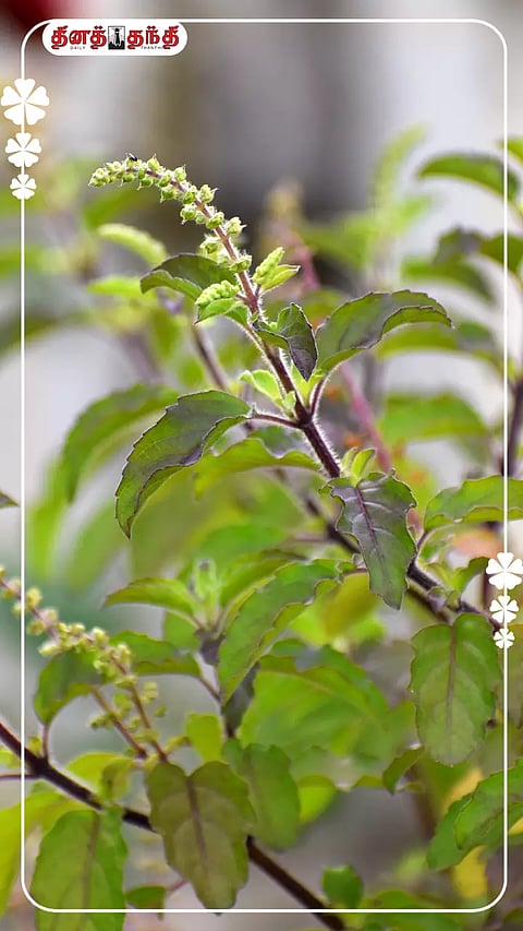 துளசி இலையின் ஆரோக்கிய நன்மைகள்..!