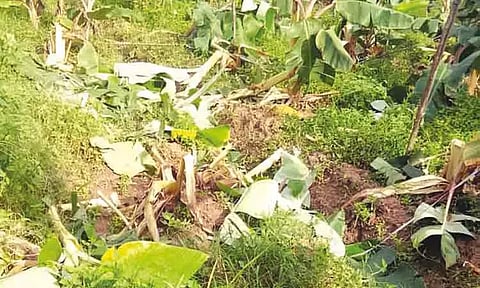 நீலகிரி: வாழைக்கன்றுகளை சேதப்படுத்தி காட்டுயானைகள் அட்டகாசம் - விவசாயிகள் கவலை