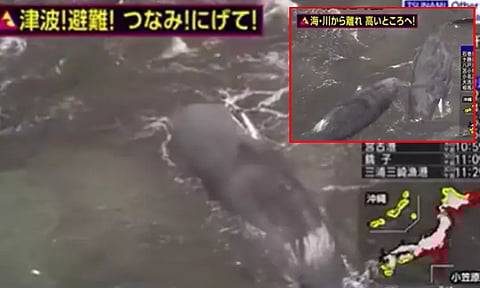 நிலநடுக்கத்திற்கு முன்பே கரை ஒதுங்கிய பெரிய திமிங்கலங்கள்; வீடியோ வைரல்: காரணம் என்ன?