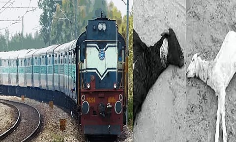 தூத்துக்குடியில் ரெயிலில் அடிபட்டு 3 ஆடுகள் சாவு