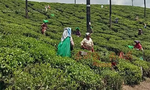 இந்தியாவில் தேயிலை உற்பத்தி சரிவு