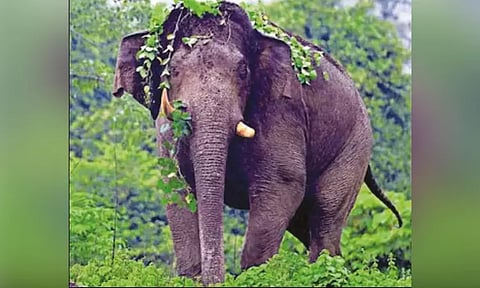 பார்வையிழந்து அவதிப்படும் காட்டு யானைக்கு சிகிச்சை அளிக்க வனத்துறை முடிவு