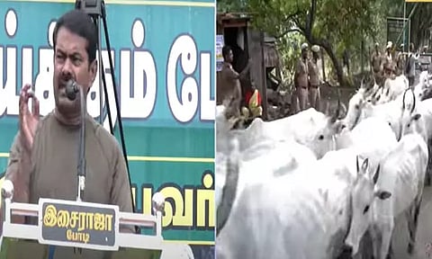 தேனியில் மாடு மேய்க்கும் போராட்டத்தில் ஈடுபட முயன்ற சீமான் தடுத்து நிறுத்தம்