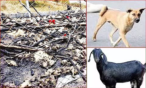 சேலம் அருகே தீ விபத்து - 15க்கும் மேற்பட்ட கால்நடைகள் பலி