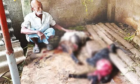 கன்னியாகுமரி: ஆடுகளை கடித்து குதறிய மர்ம விலங்கு - பொதுமக்கள் அச்சம்